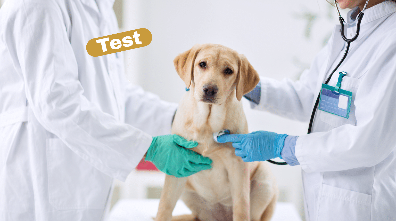 Hund wird beim Tierarzt untersucht