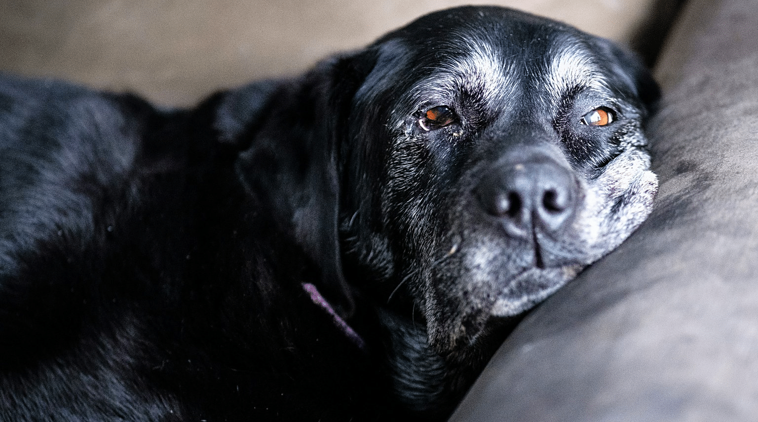 Alter schwarzer Labrador mit grauer Schnauze liegt auf einer Couch