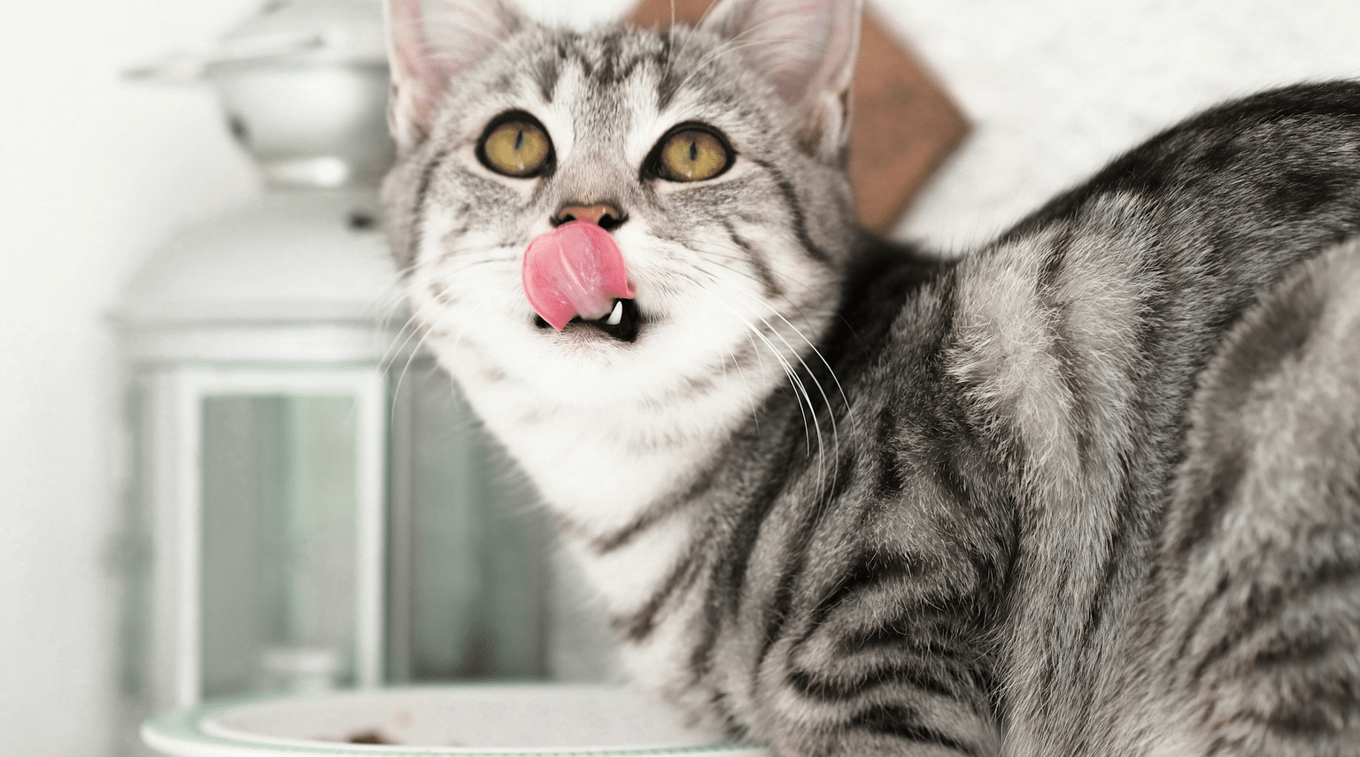 Silbergraue Tabbykatze leckt sich die Lefzen neben ihrem Napf
