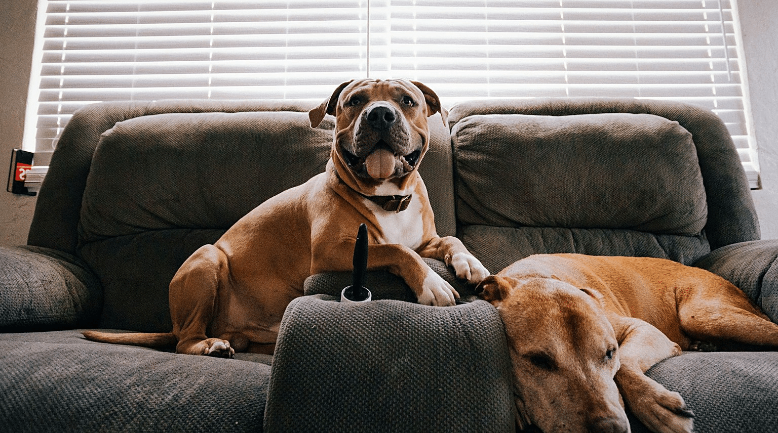 Zwei Hunde liegen nebeneinander auf einer grauen Couch im Wohnzimmer
