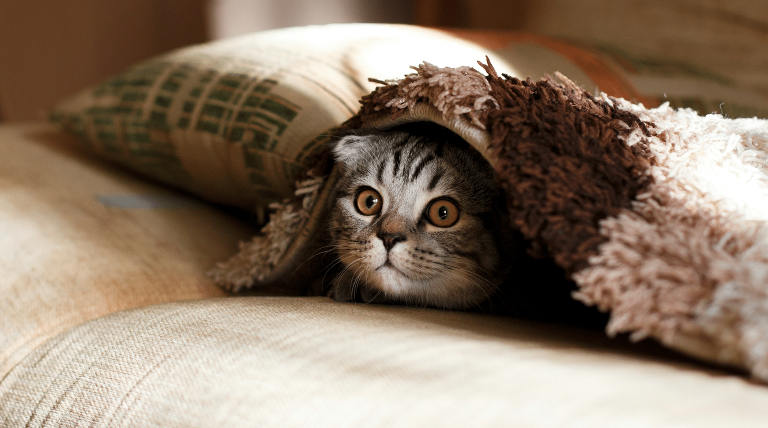 Getigerte Katze liegt zurückgezogen unter einer Decke auf dem Sofa
