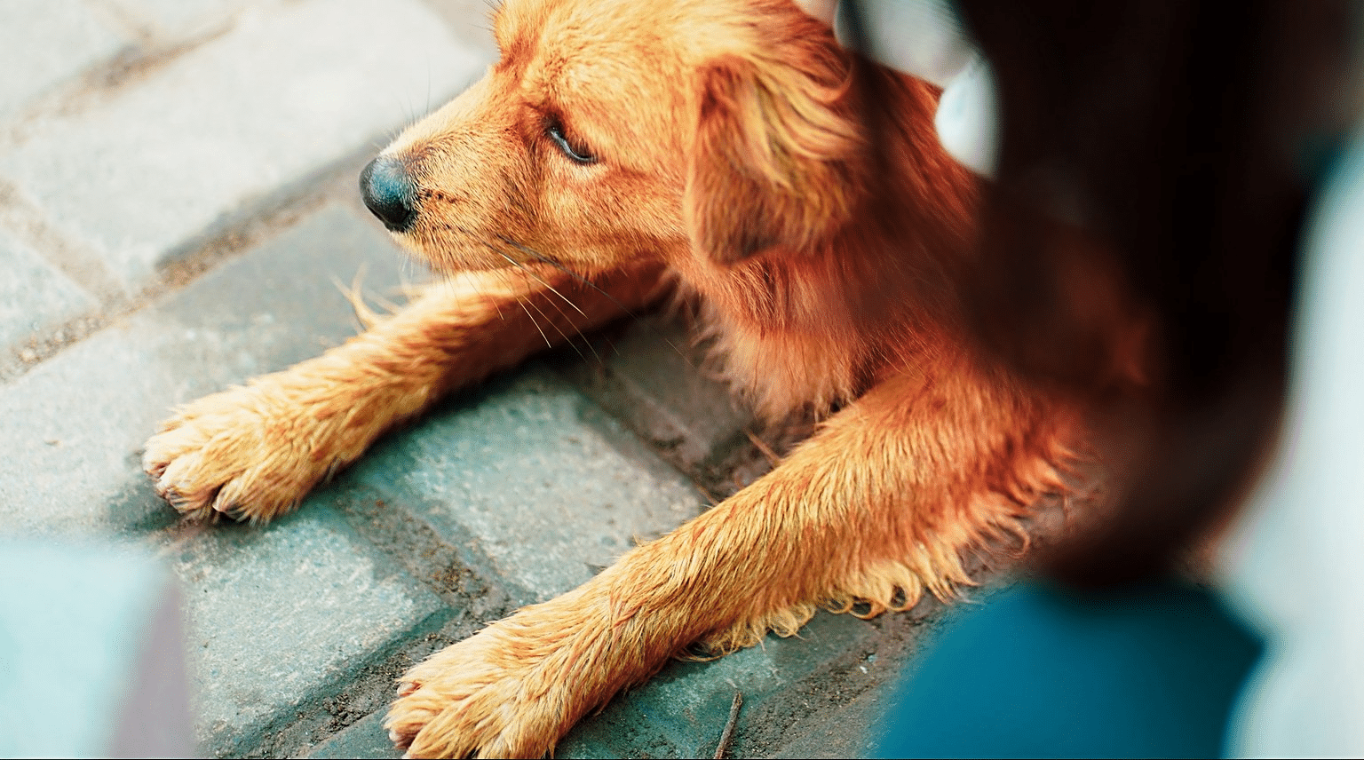 Junger Hund liegt entspannt auf dem Boden, die Vorderläufe ausgestreckt