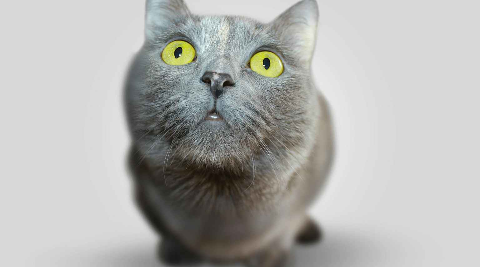 Graue Katze mit gelben Augen schaut aufmerksam nach oben